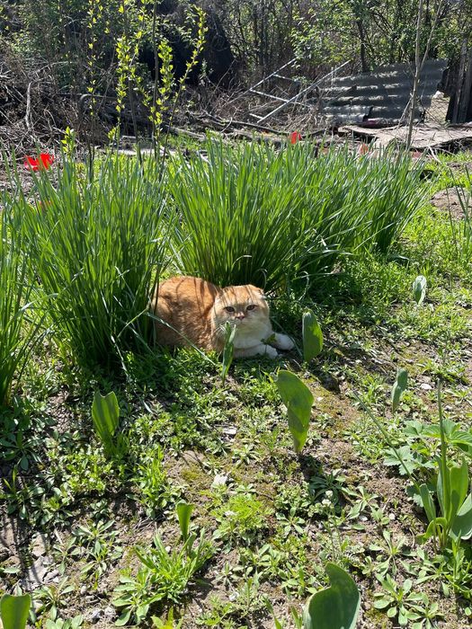 Продаю кота кот хороший