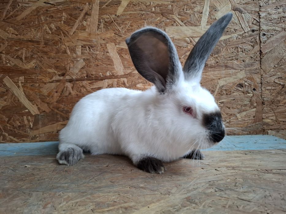 Iepuri uriaș de Transilvania vârstă 4luni