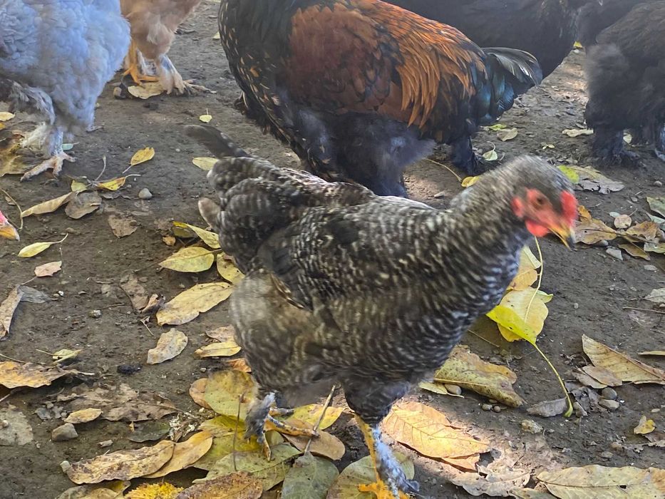 Vand cocosi brahma si de curte metisati