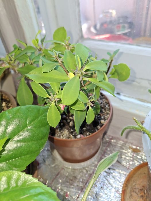 Комнатные растения и цветы