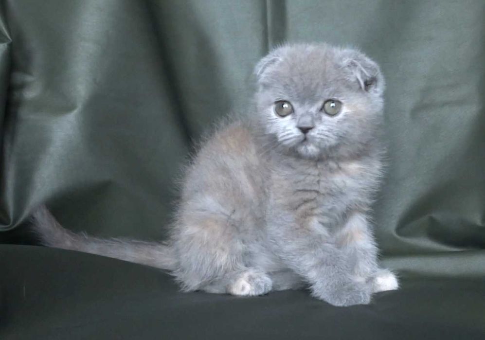 Шотландско и Британски късокосмести котенца