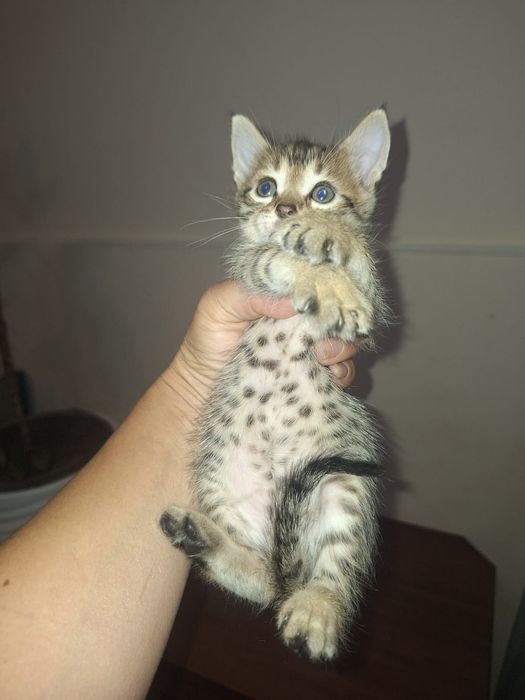 Котята  Бенгальские