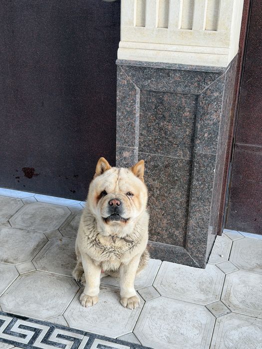 Чау-Чау Собака продам