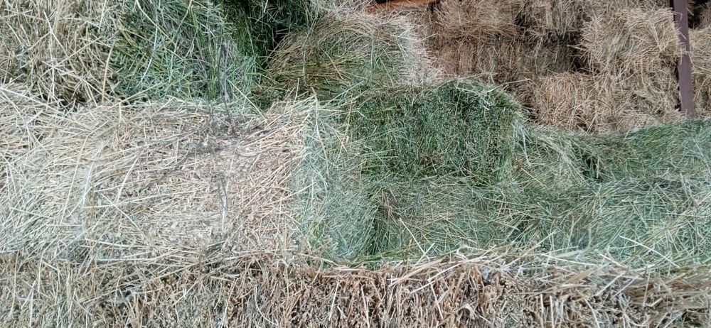 Люцерна сено тюковое