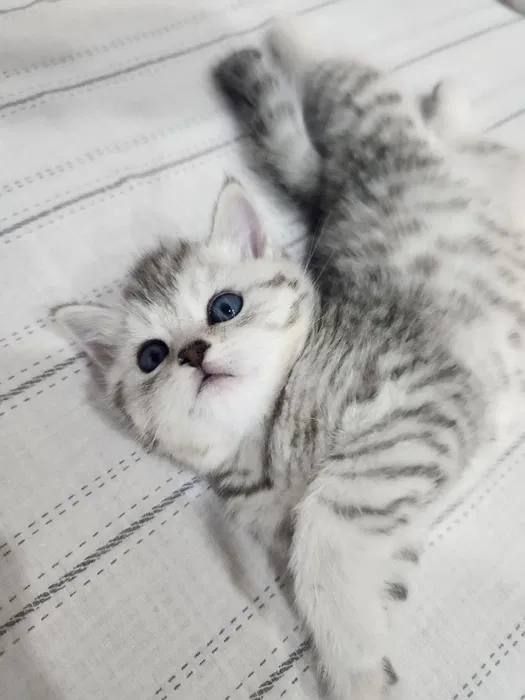 Britanskiy shinshilla