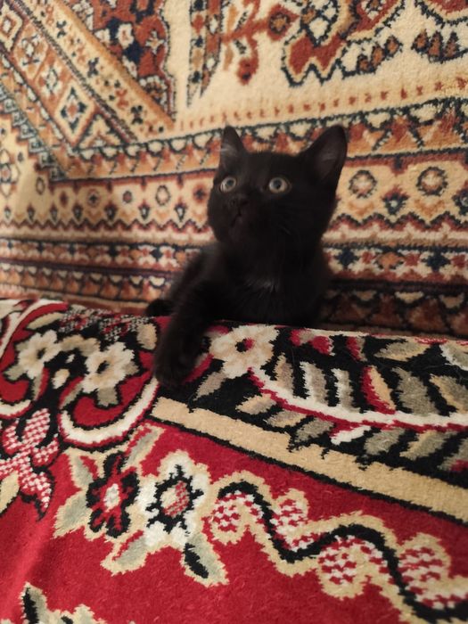 Котята, отдам в хорошие руки.