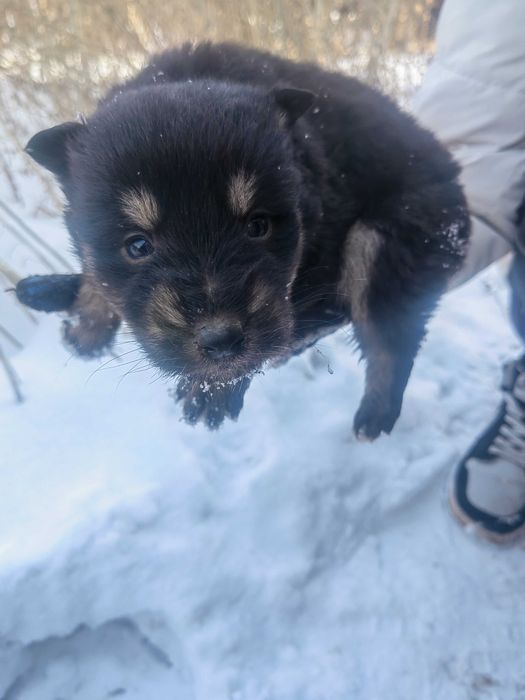 Шикарные щенки!!!