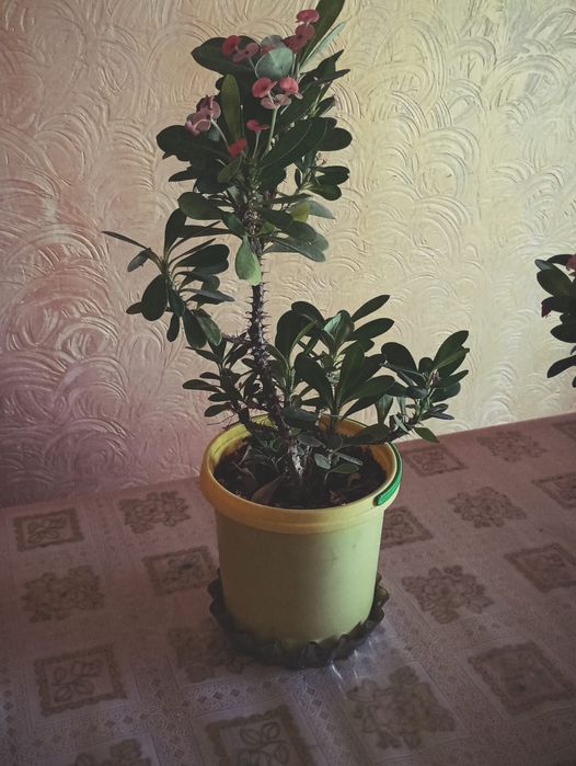 Домашние растения