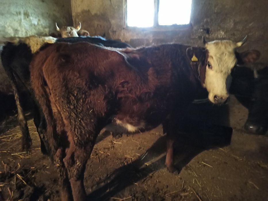 Продам первотелку