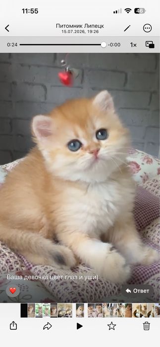 Котята золотая шиншилла