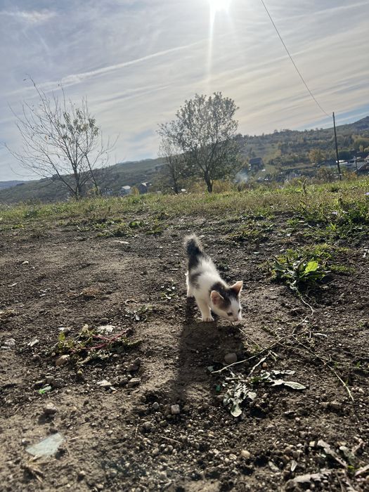 Donez pui de pisica