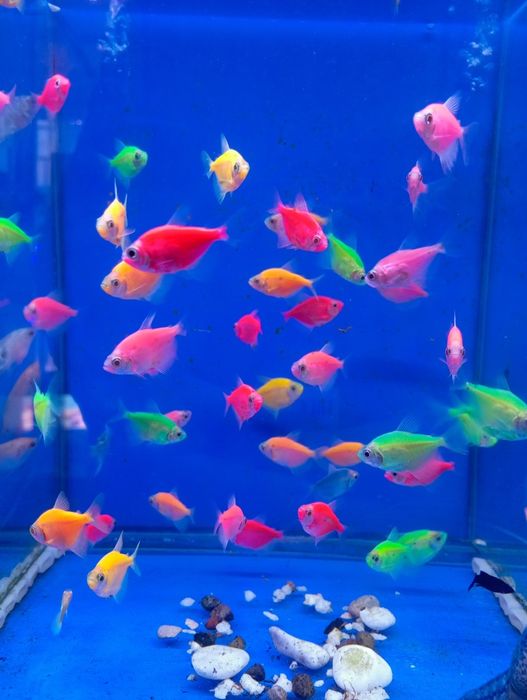 Тернетсия глофиш