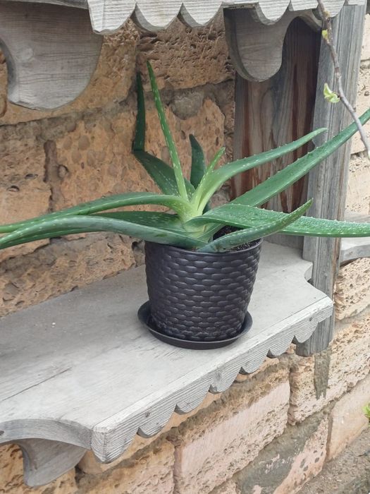 Растение Алоэ вера