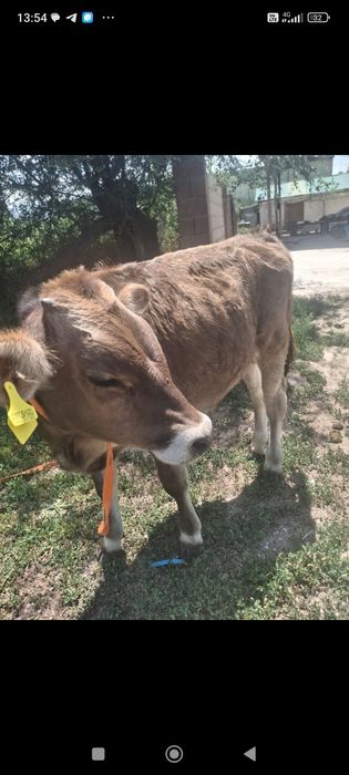 Вынужденый забой