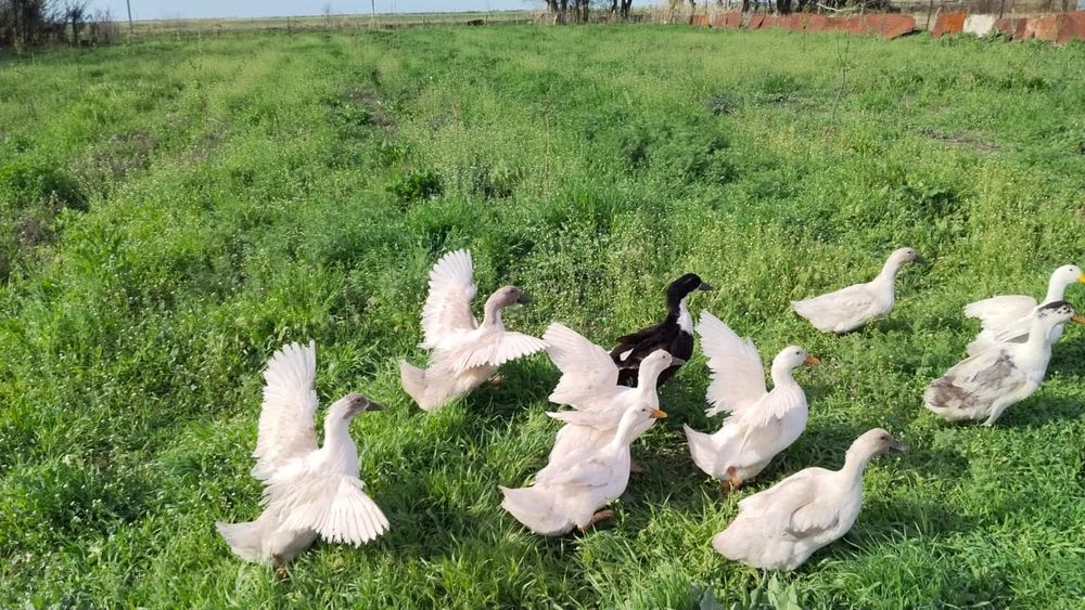 Үйрек сатылады бағасы 7000