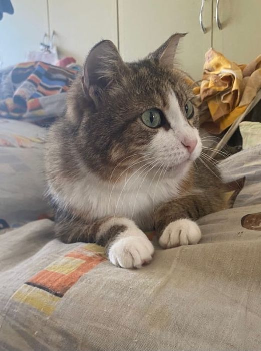 Уютные домашние хвостики