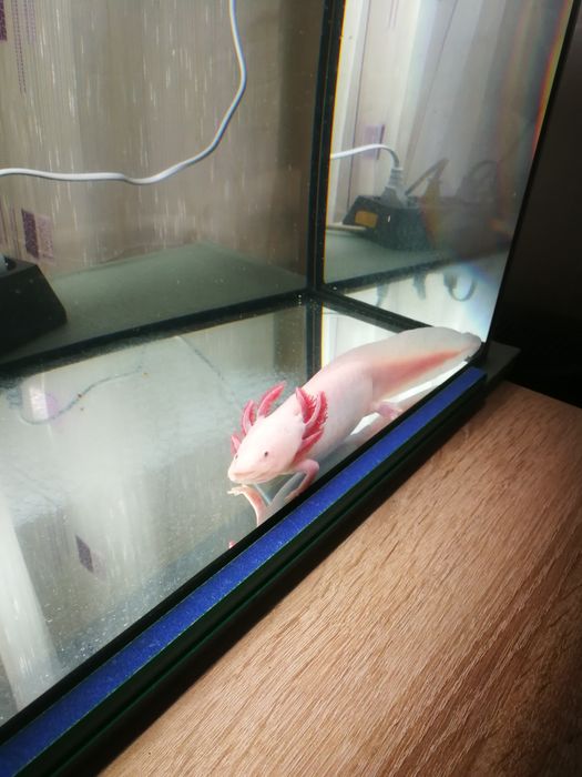 Аксолотъл с аквариум