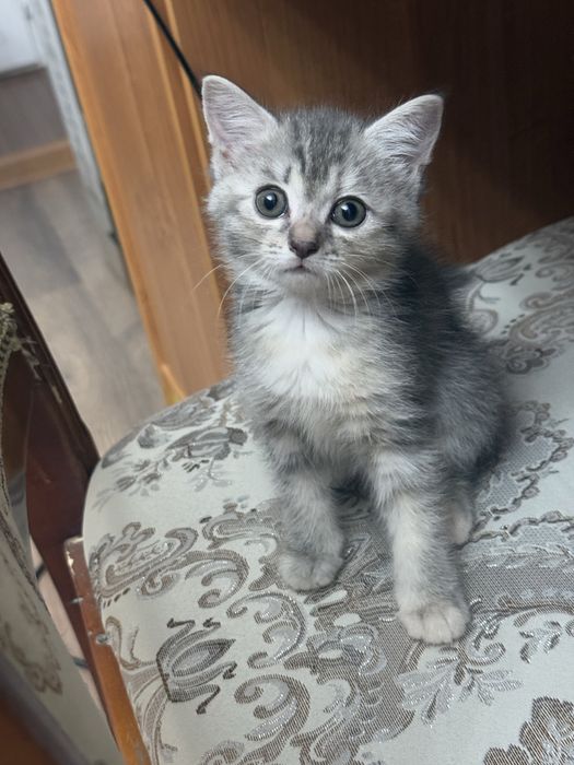 Отдадим котят в любящие руки!