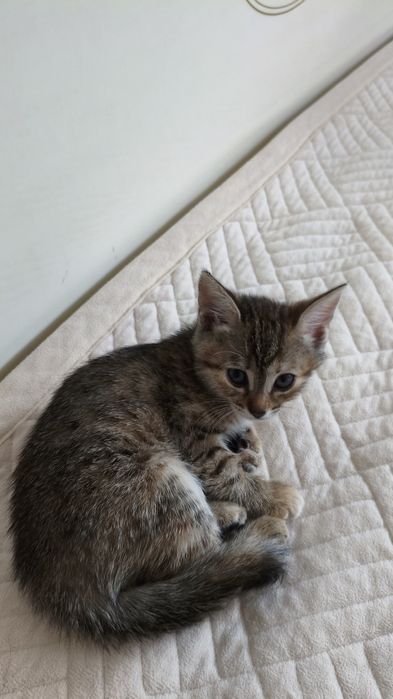 Чиловые котята в добрые руки :)