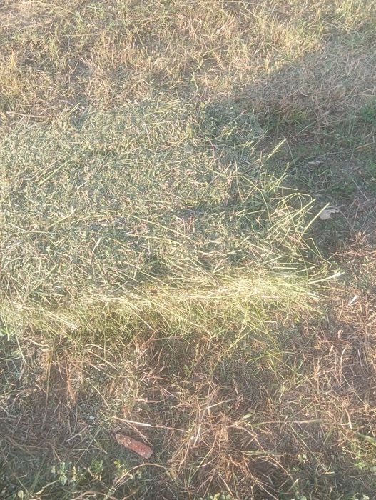 Продавам бали сено, бали слама и бали люцерна
