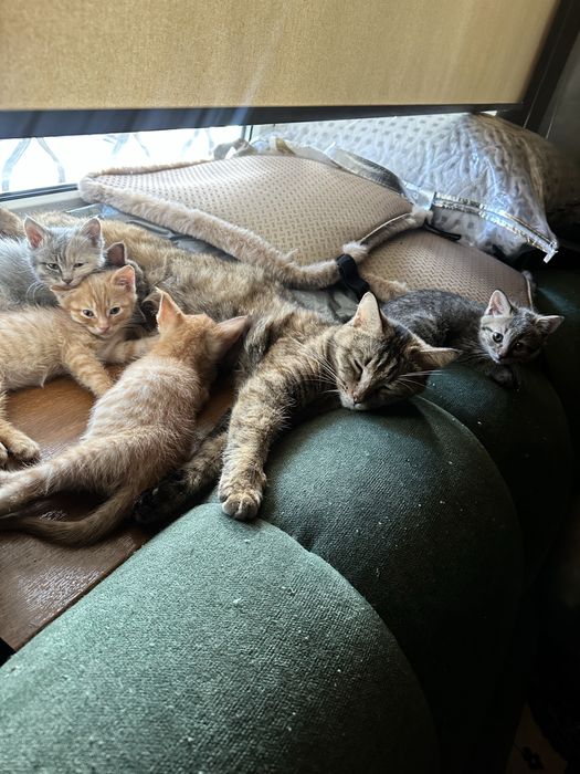 Котенок , кот , домашний питомец