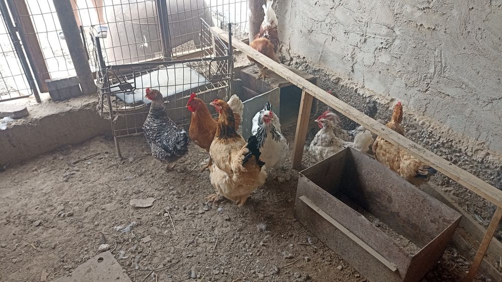 Тауыктар сатылады