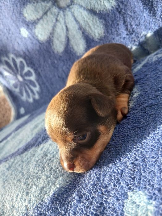 Мини Той -Пинчер  Милые мини Щеночки.