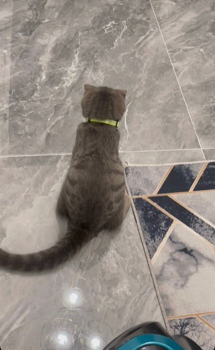 Котик вислоухий.