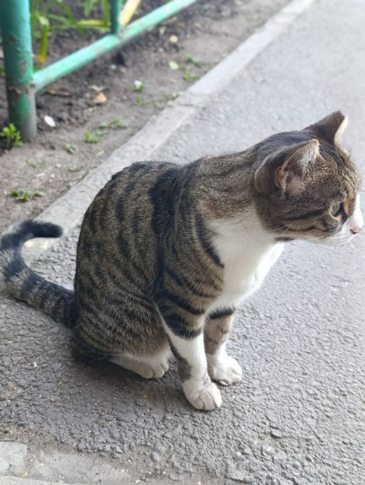 Кошка,кошка,кошка