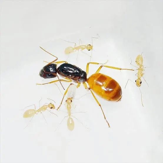 Муравьи camponotus fedtschenkoi