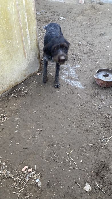 Дратхаар кабель гатовый охотник