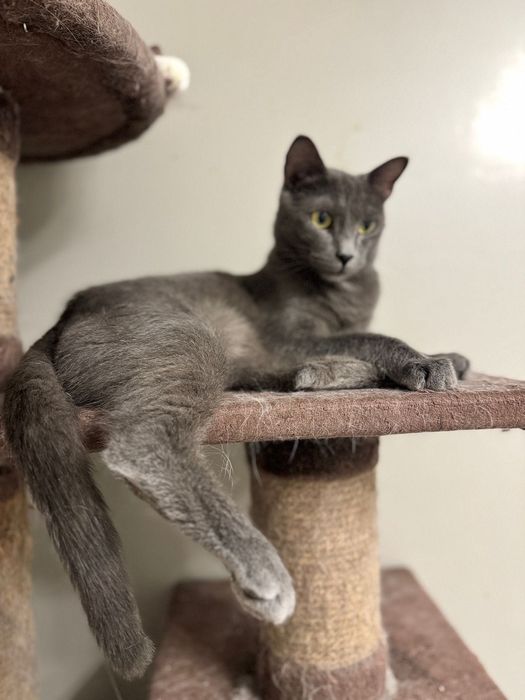 Красавчик Кот Марсель!