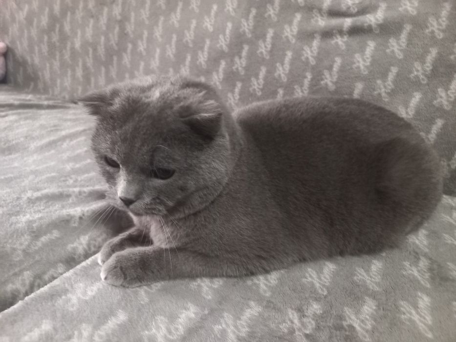 Продаётся Скоттиш фолд с возможной доставкой