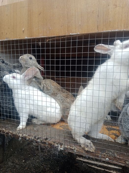 Кролики от 2 месяцев