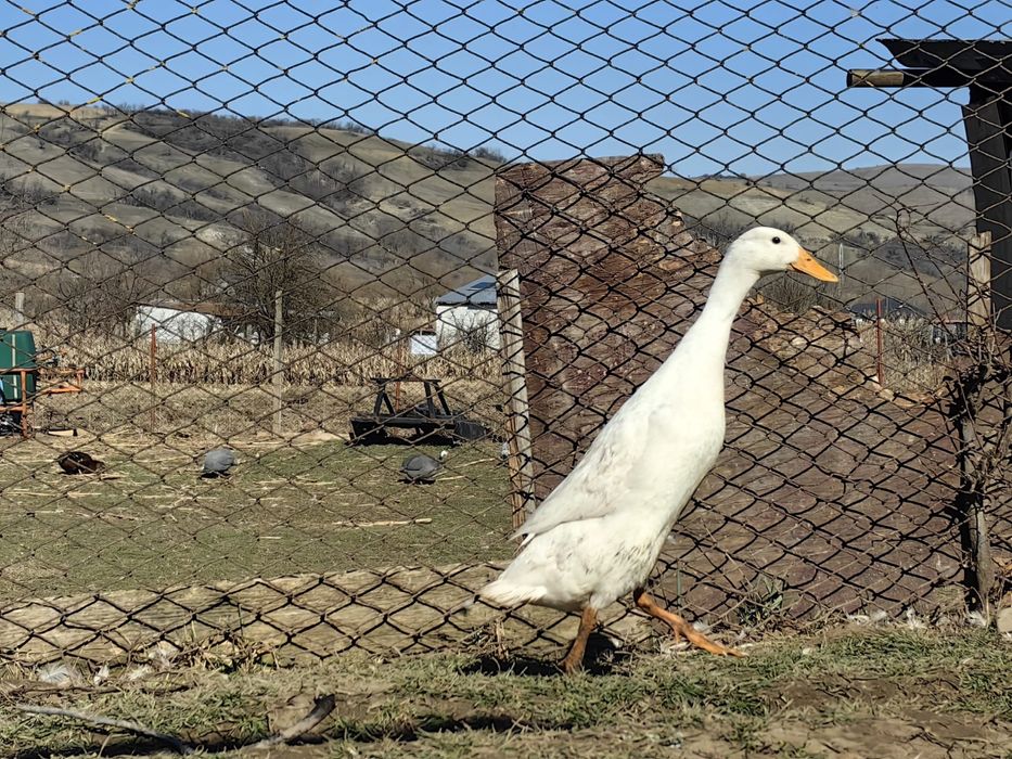 Oua pentru icubat - Rate Indiene Alergatoare Crescute Natural