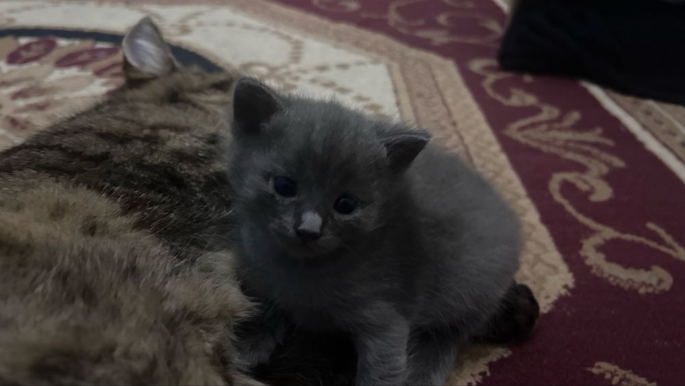 Срочно отдам котят в добрые руки!