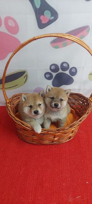 Шиба Ину Shiba inu
