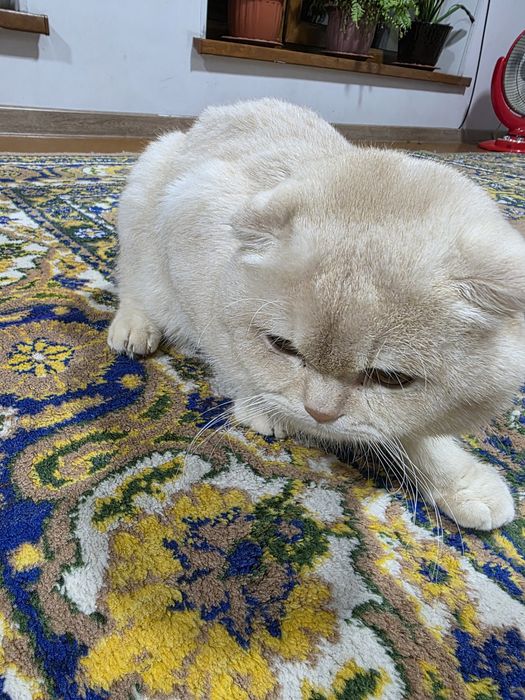 Прадам кошку мальчик scotch folds  в хорошие руки