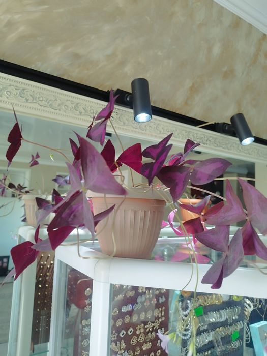 Фикусы большие ..