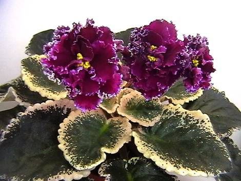 Лист фиалки 350тг