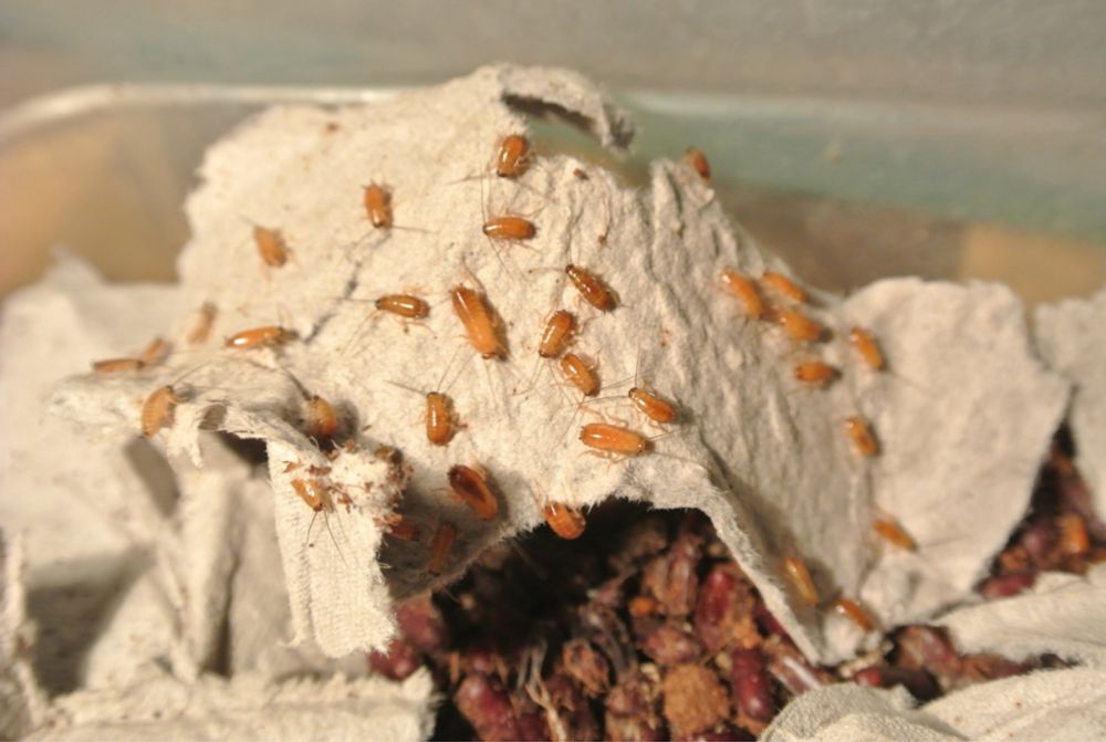 Туркменские тараканы кормовые