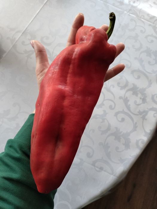 Продам семена сортового болгарского перца.