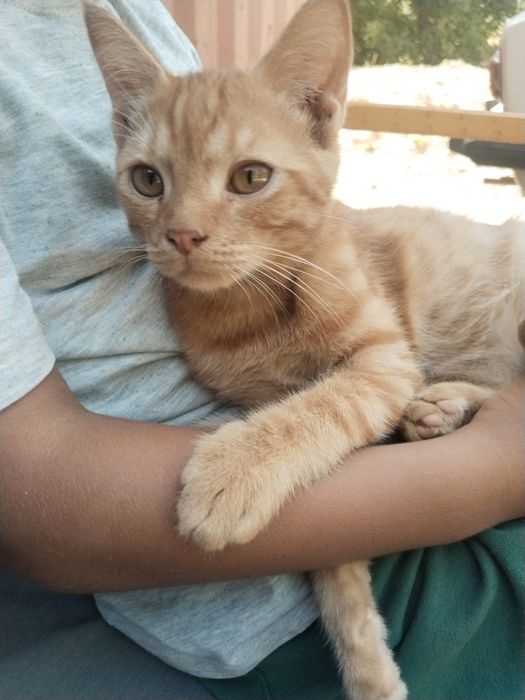 Котенок домашний ласковый с комплектом