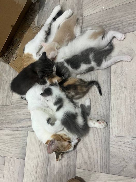 Отдам котят в добрые руки