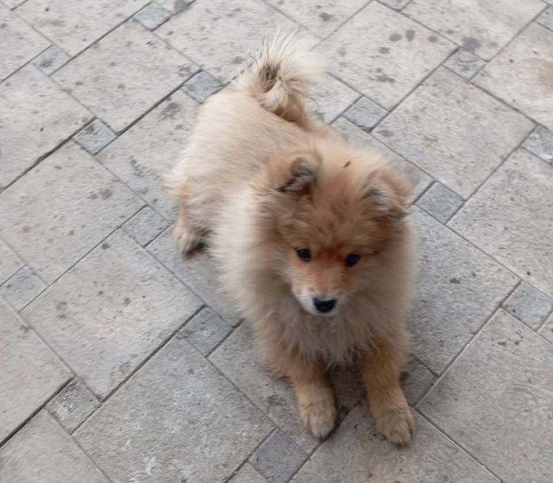 Продаётся Немецкий шпиц