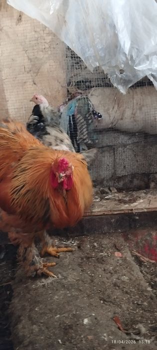 Brama tovuq xoʻrozla