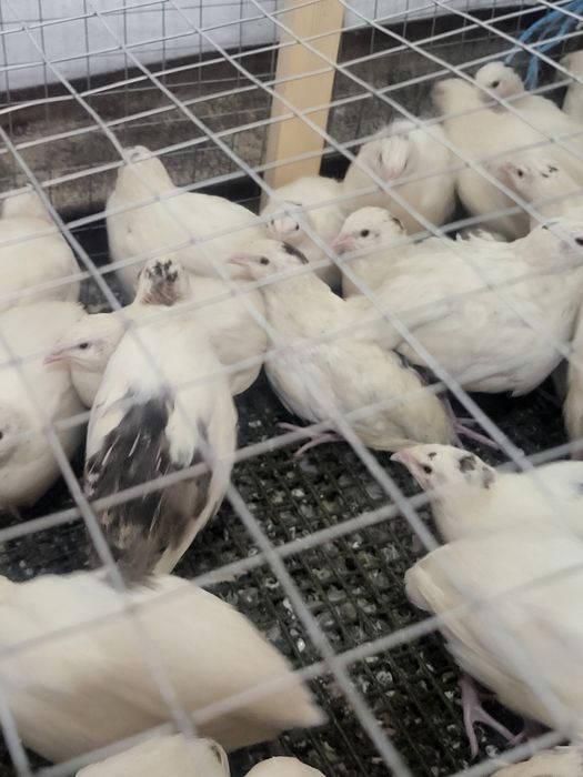 Продам перепелок по 20000 т сум