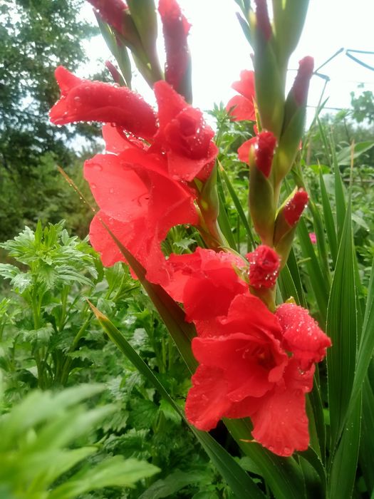 Гладиолусы, луковицы гладиолусов