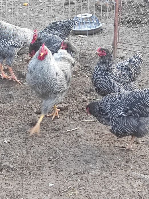 Gaini Plymouth, Cocos, Plymouth Rock Bar