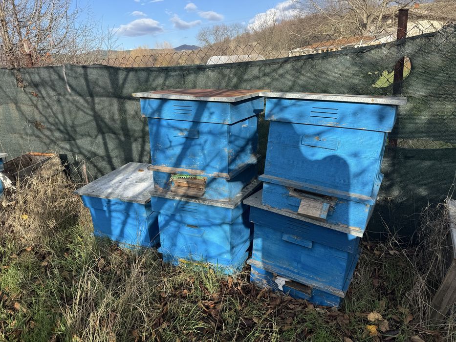 12 рамков кошер даданблат